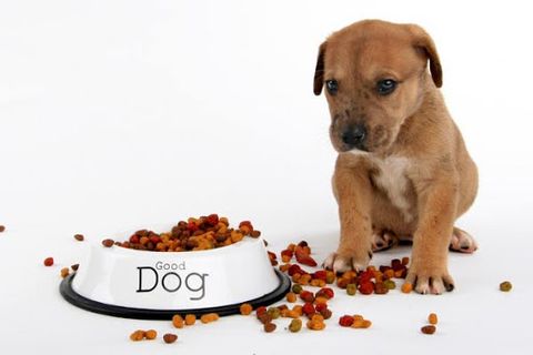 Nguyên nhân và cách điều trị chó biếng ăn bỏ bữa
