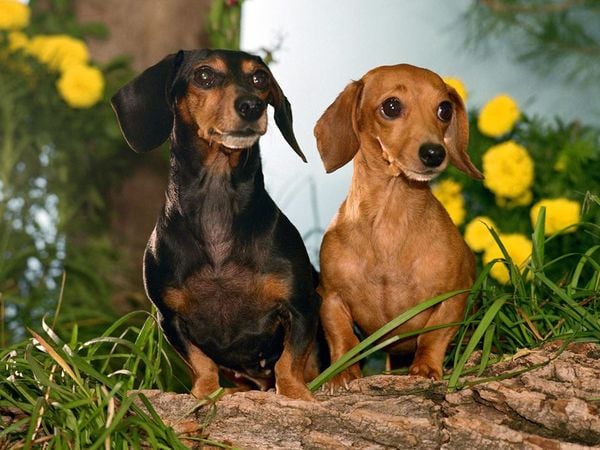 Chó Đức: Top 7 giống chó đến từ Đức đẹp nhất (2020)