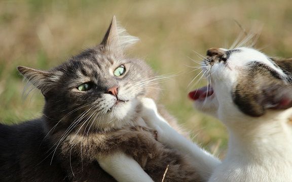 Hãy chứng kiến cuộc chiến nảy lửa giữa các chú mèo trong hình ảnh này. Bạn sẽ thấy tài võ đường nhưng không kém phần hấp dẫn khi họ vung máy móc và phòng thủ.