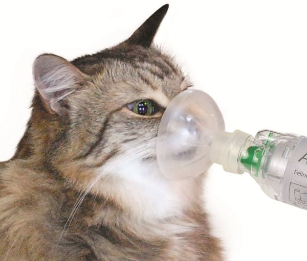 Mèo hen suyễn - cách phòng ngừa và phát hiện bệnh kịp thời (2020)