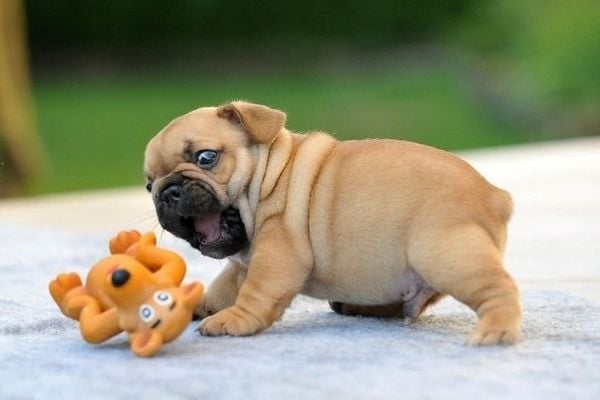 Tất cả kiến thức về chó bulldog bạn cần biết trước khi nuôi ( Nguồn gốc, giá bán, đặc điểm, cách chăm sóc )