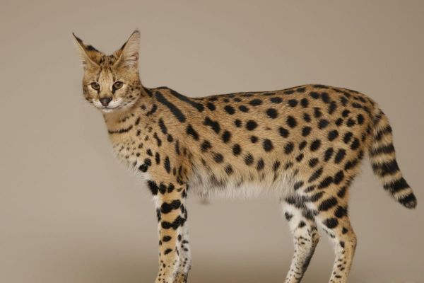 Mèo Savannah - Vẻ đẹp kiêu sa với đôi chân dài miên man