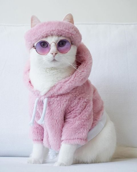 quần áo chó mèo