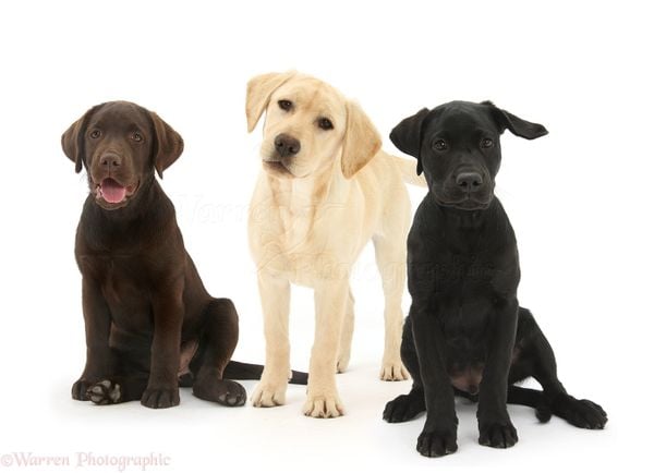 Chó Labrador: Nguồn gốc, kích thước, tập tính và cách nuôi dưỡng (2020