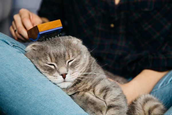 Cách chăm sóc mèo Anh lông dài cho Sen mới vào nghề (2020)