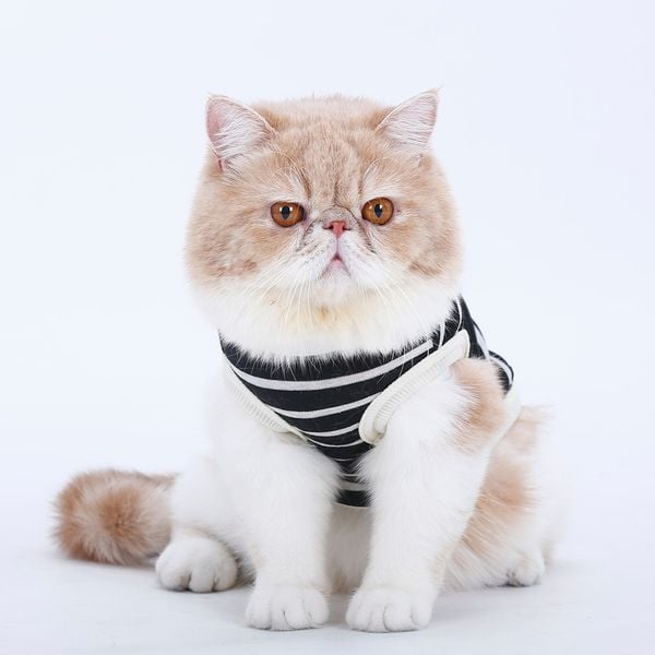 quần áo chó mèo