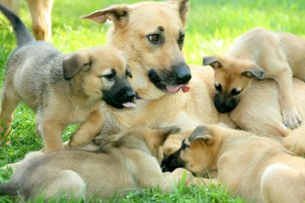 Chó Chinook: Nguồn gốc, giá bán, đặc điểm, cách chăm sóc (2020)