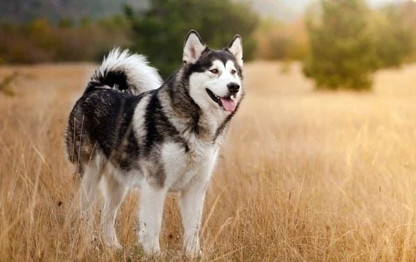 20 giống chó đẹp nhất thế giới 2020