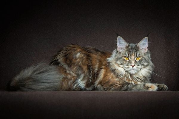 Mèo Maine Coon và tất tần tât những điều cần biết về giống mèo này ...