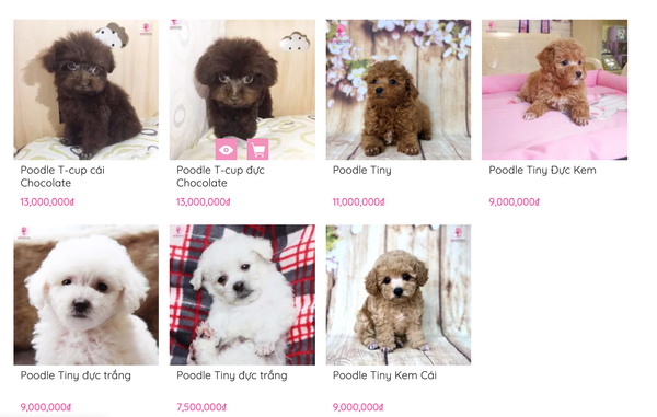 5 Kinh Nghiệm Nuôi Chó Poodle Dành Cho Người Mới Chơi (2020)