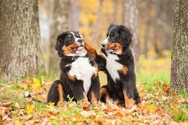 Chó Bernese Mountain: Nguồn gốc, giá bán, đặc điểm, cách chăm sóc (2020)