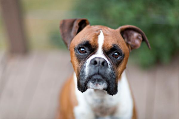 Chó Boxer: Nguồn gốc, giá bán, đặc điểm, cách chăm sóc (2020)
