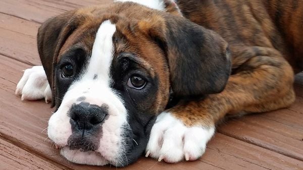 Chó Boxer: Nguồn gốc, giá bán, đặc điểm, cách chăm sóc (2020)