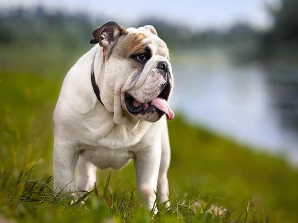 Tất cả kiến thức về chó bulldog bạn cần biết trước khi nuôi ( Nguồn gốc, giá bán, đặc điểm, cách chăm sóc )