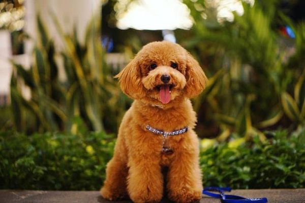 cat-tia-long-cho-Poodle-4