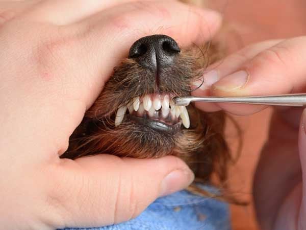 Lấy vôi răng cho chó