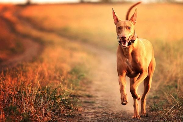 10 giống chó đắt nhất thế giới (update 2020)
