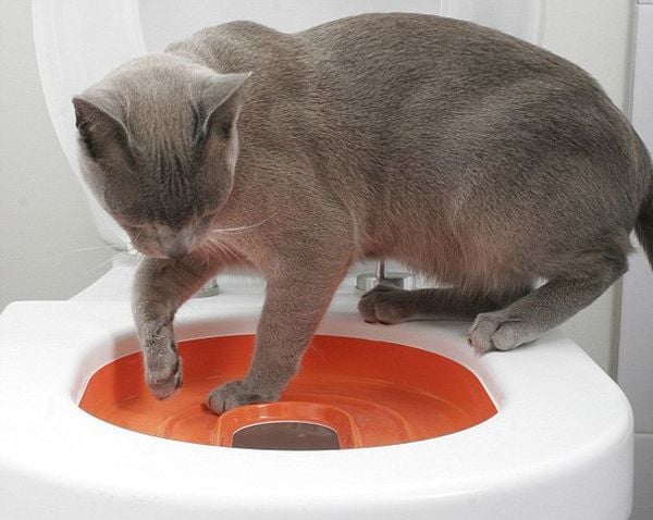 Bật mí cách dạy mèo đi vệ sinh đúng chỗ trong vòng 2 tuần (2020)