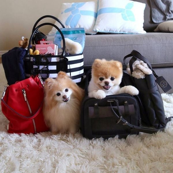 du lịch cùng thú cưng