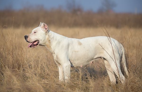 Dogo argentino large 1 ad1b6a74ba99482d92f2d4ea8ebc7d84 grande