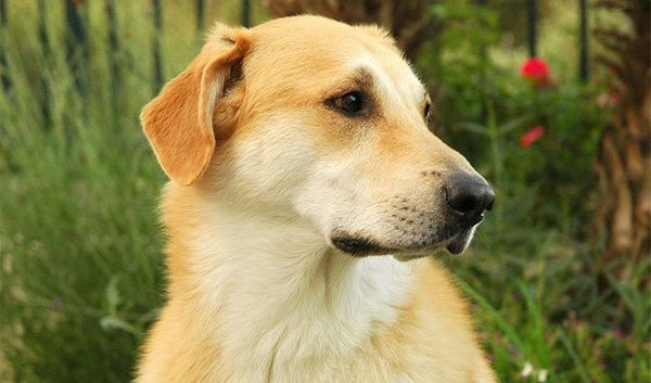 Chó Chinook: Nguồn gốc, giá bán, đặc điểm, cách chăm sóc (2020)