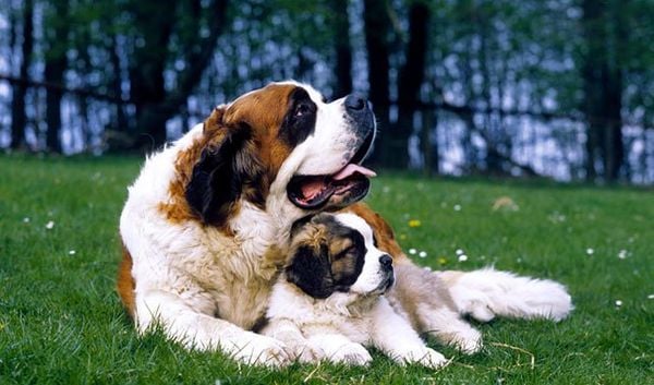Chó Saint Bernard: Nguồn gốc, giá bán, đặc điểm, cách chăm sóc (2020)