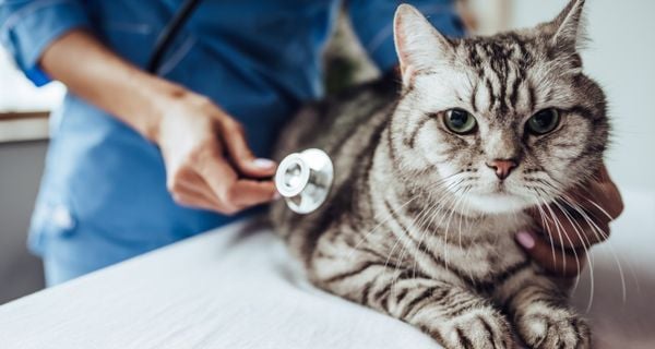 Mèo hen suyễn - cách phòng ngừa và phát hiện bệnh kịp thời (2020)