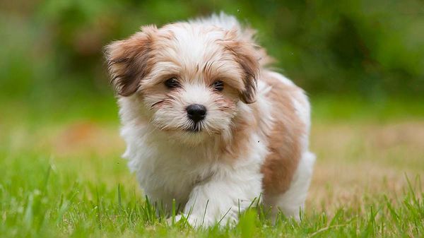 một chú chó havanese nhỏ màu trắng đi lang thang trên bãi cỏ