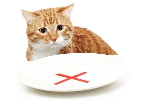 thức ăn cho mèo 3