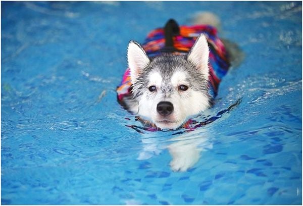 Chó Husky - Đặc Điểm, Nguồn Gốc, Phân Loại u0026 Giá Bán Dogparadise