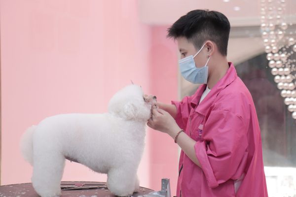 khoá học Grooming