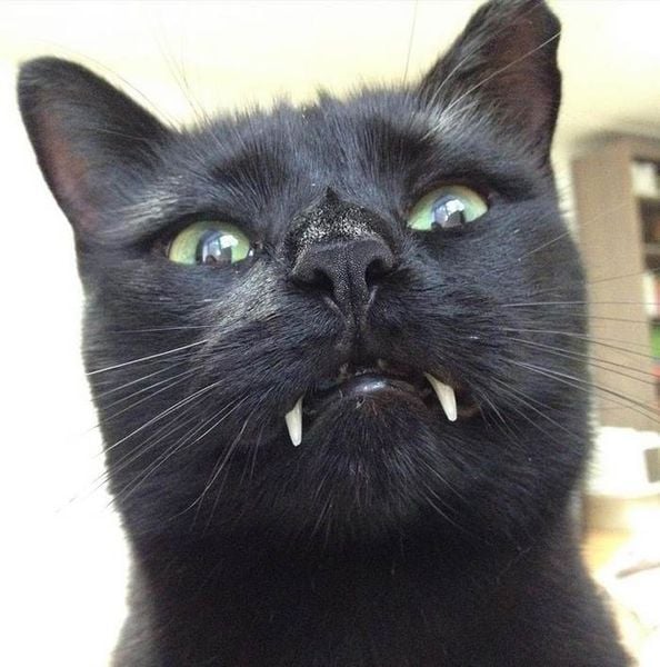 mèo thay răng 3