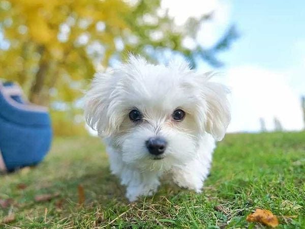 Chó Maltese được yêu thích bởi vẻ đẹp quý phái và ngoại hình cực kỳ xinh đẹp. Đây là giống chó vô cùng tình cảm và thân thiện với con người, luôn là người bạn đồng hành không thể thiếu trong cuộc sống. Hãy dành thời gian để xem những hình ảnh đáng yêu của chúng.