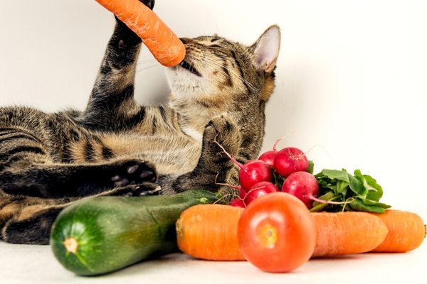 Mèo thích ăn gì? Thức ăn tốt cho mèo gồm những gì?