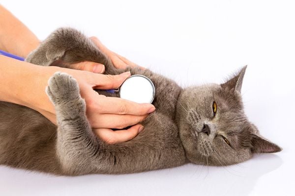 Mèo thở khò khè - nguyên nhân, cách chăm sóc cho mèo (2020)