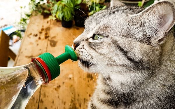 Mèo thở khò khè - nguyên nhân, cách chăm sóc cho mèo (2020)