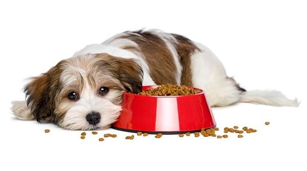 Chó con bỏ ăn: Nguyên nhân và cách khắc phục (2020)