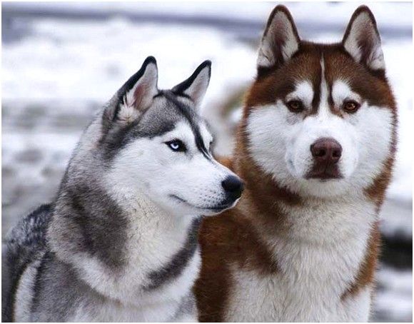 Chó Husky - Loài Chó Có Gương Mặt Ngáo Nhất Thế Giới - Petto