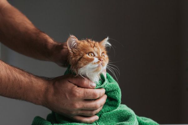 Tại sao mèo sợ nước? Cách để mèo bớt sợ nước (2020)