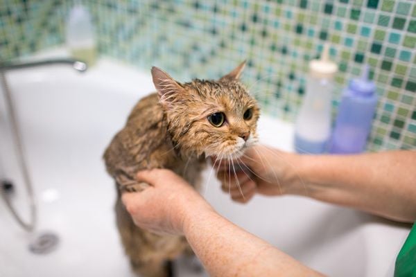 Tại sao mèo sợ nước? Cách để mèo bớt sợ nước (2020)