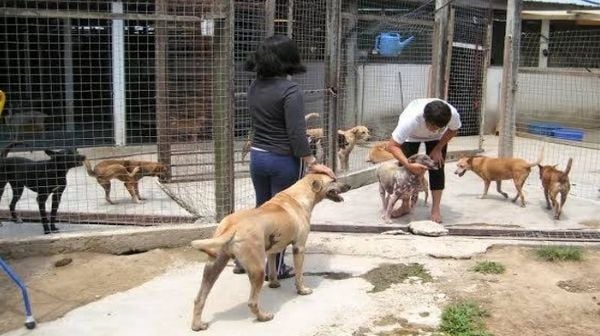 grooming trại cứu hộ động vật