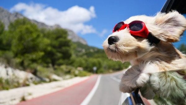 du lịch cùng thú cưng