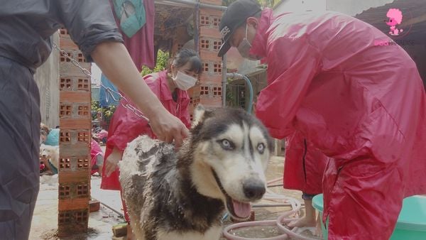 grooming trại cứu hộ động vật