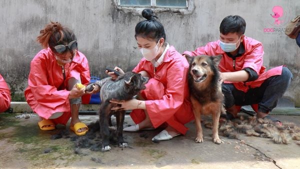 grooming trại cứu hộ động vật