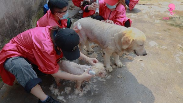 grooming trại cứu hộ động vật