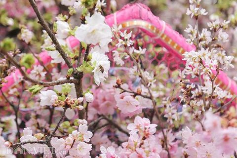 Hôm nay (29/3), Lễ hội Hoa anh đào Nhật Bản sẽ ra mắt người dân ở Hà Nội