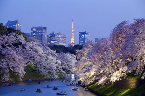 Các địa điểm ngắm hoa Sakura đẹp nhất Tokyo