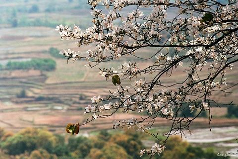 Chiêm ngưỡng mùa hoa đào Tây Bắc ở Mộc Châu