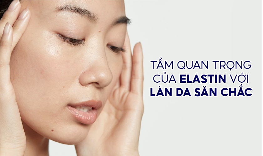 Elastin Là Gì? Tầm Quan Trọng Của Elastin Với Làn Da Săn Chắc