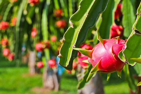 Thanh long sẽ là trái cây đem lại nguồn thu lớn nhất cho Việt Nam?